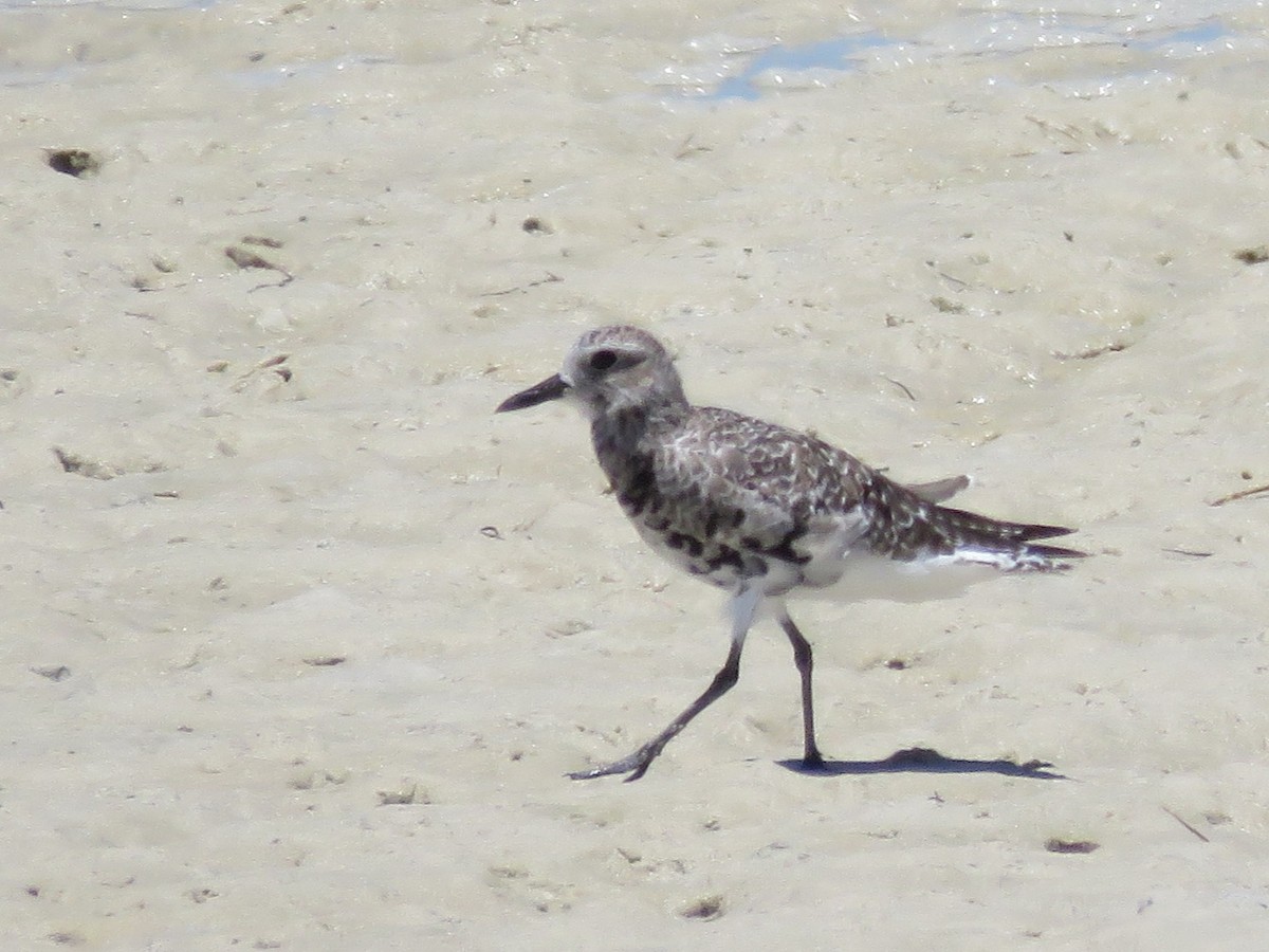 Black-bellied Plover - ML646357641
