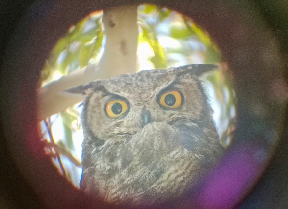 Lesser Horned Owl - ML646357642