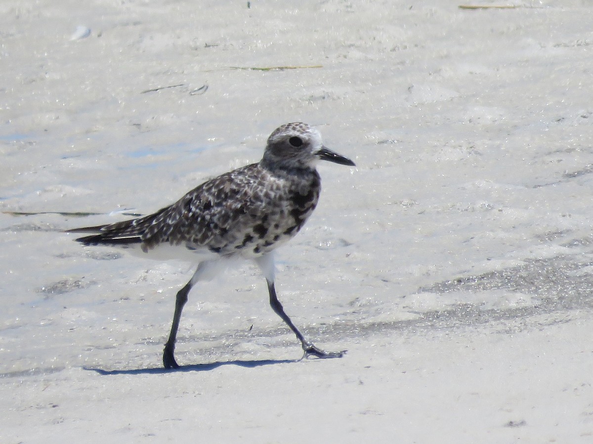 Chorlito Gris - ML646357644