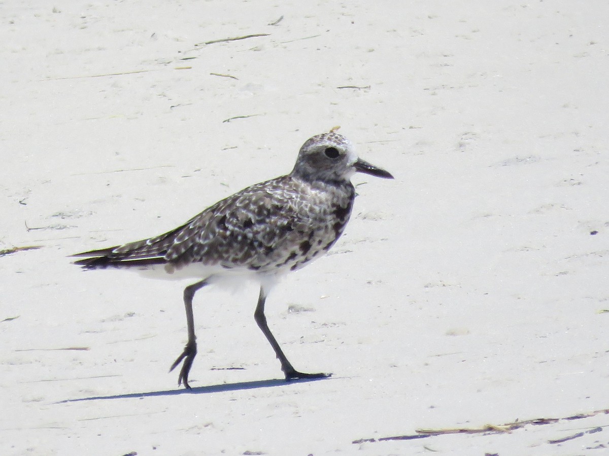 Chorlito Gris - ML646357645