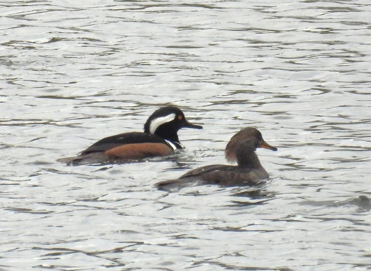 Hooded Merganser - ML646357646