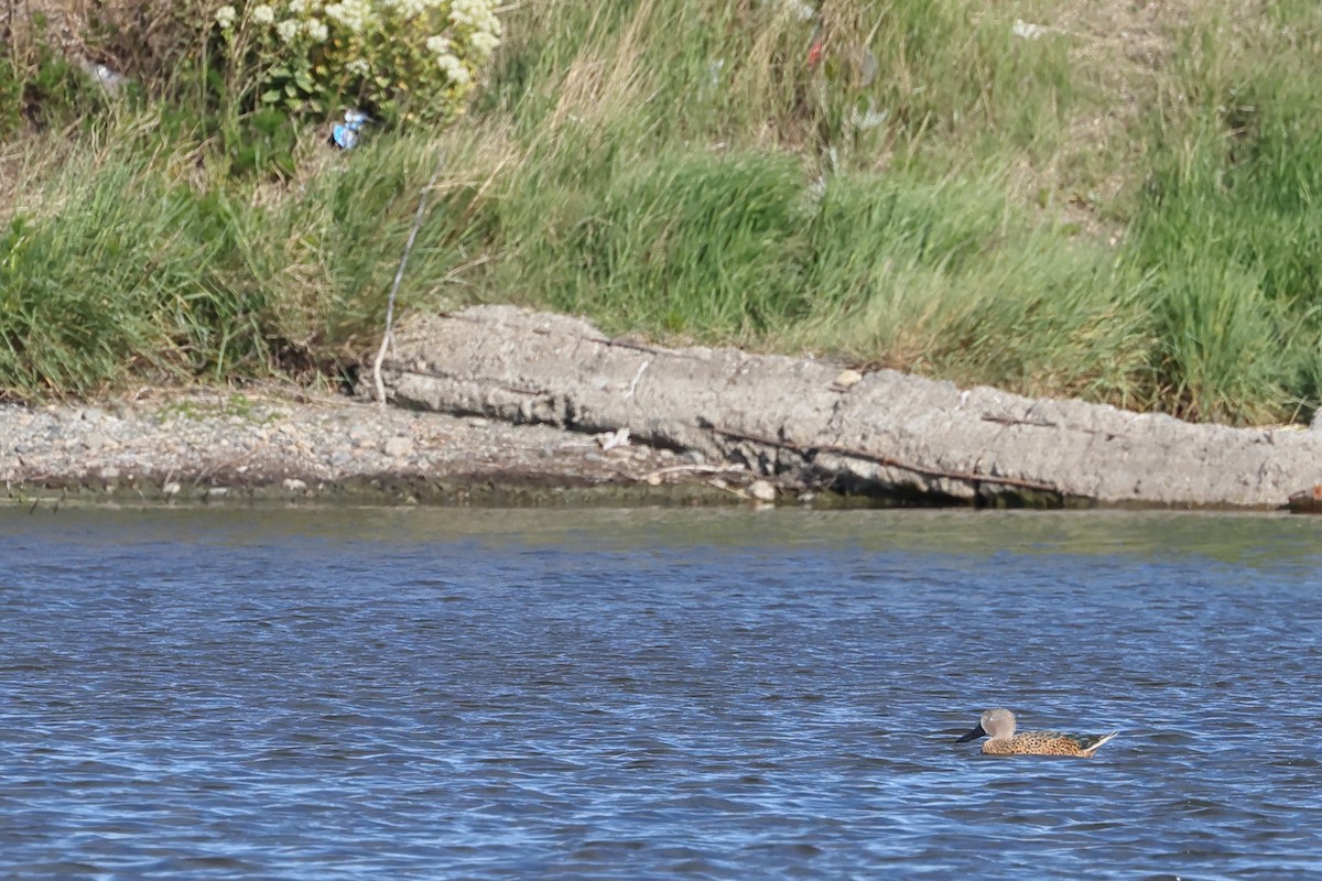 lžičák tečkovaný - ML646357648