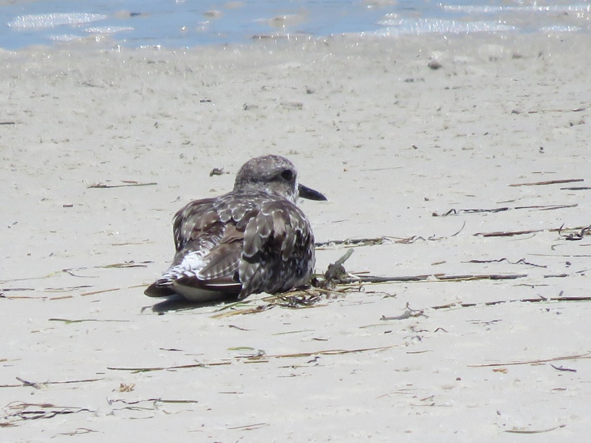 Chorlito Gris - ML646357649