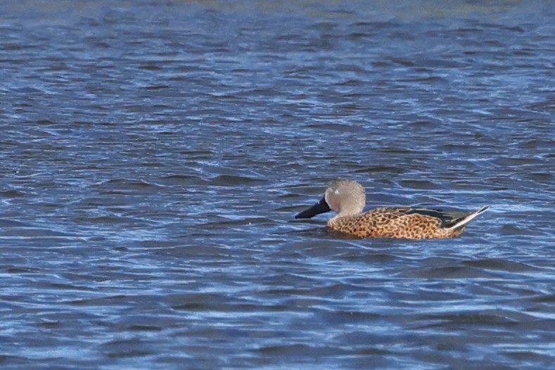 lžičák tečkovaný - ML646357650