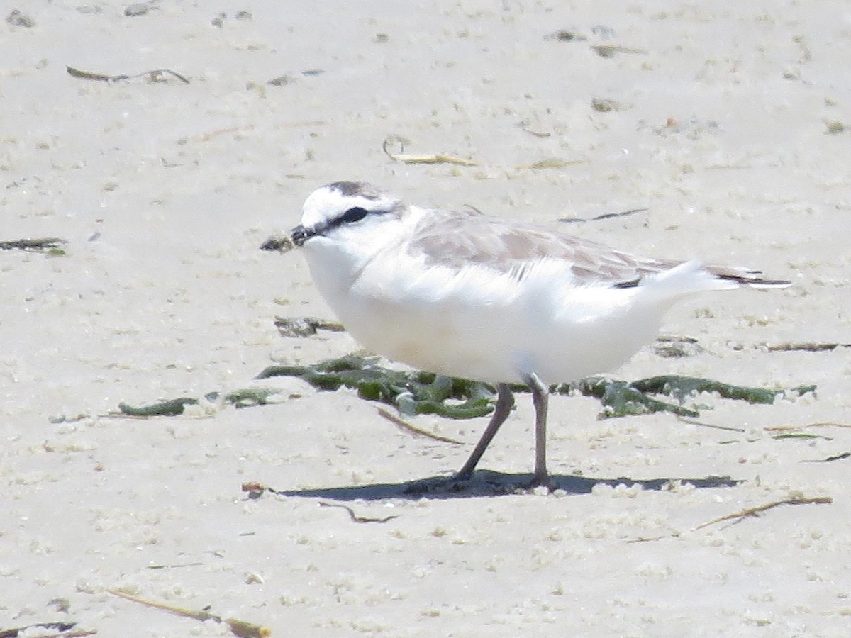 White-fronted Plover - ML646357653