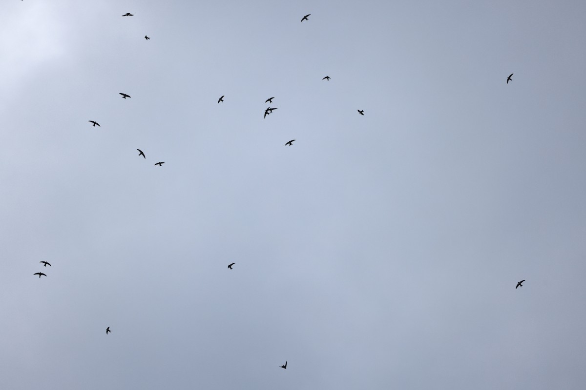 Plain Swift - ML646357654