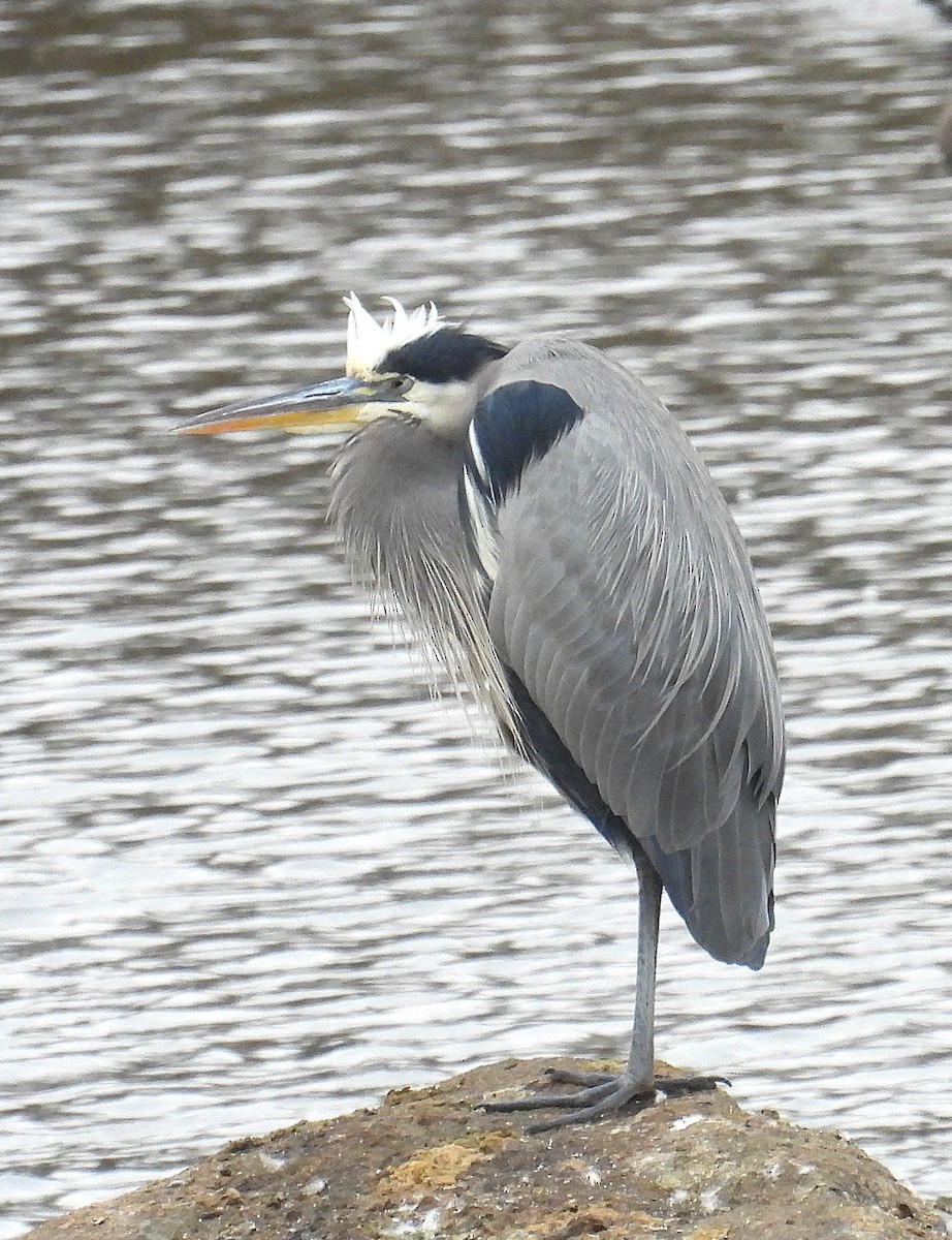 Great Blue Heron - ML646357655