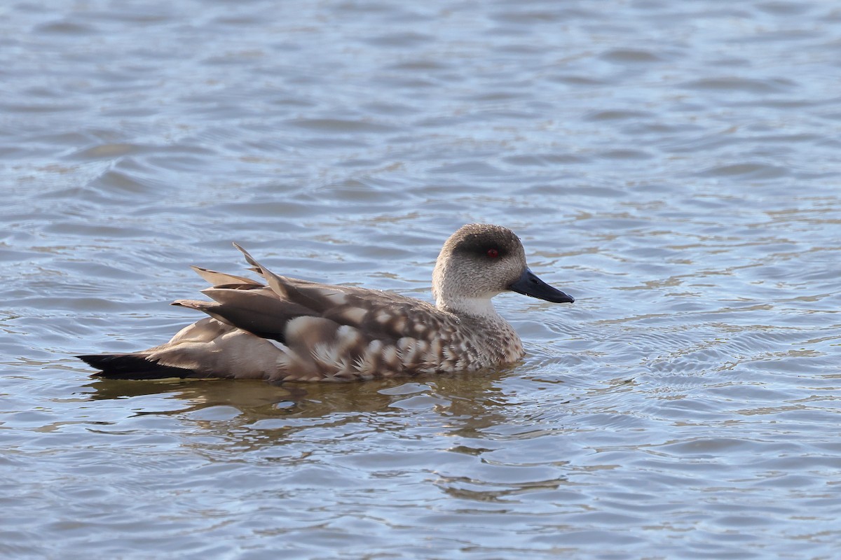 kachna vlasatá - ML646357656