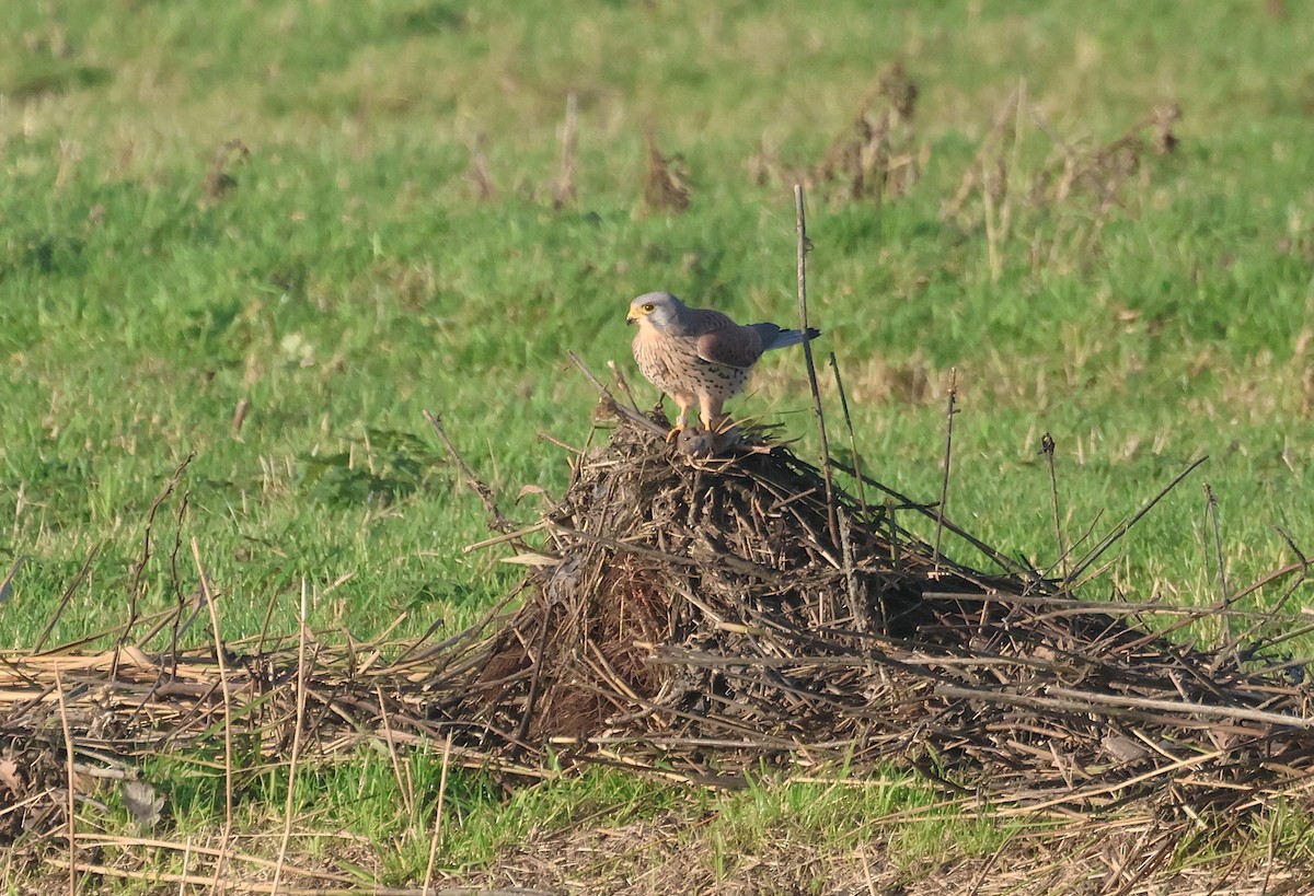 紅隼 - ML646357657