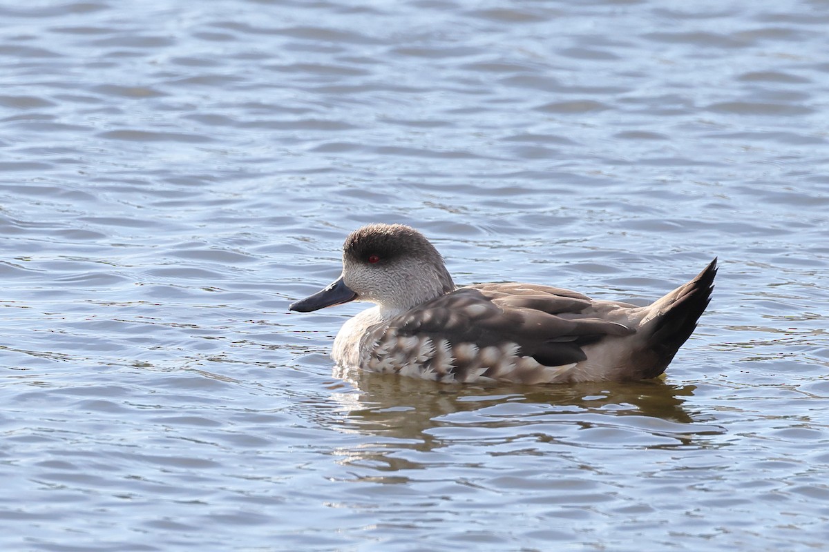 kachna vlasatá - ML646357658