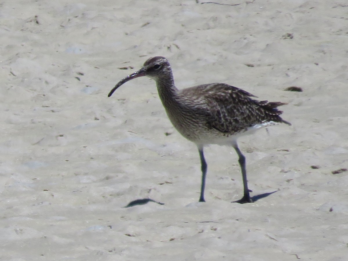 Eurasian Whimbrel - ML646357659