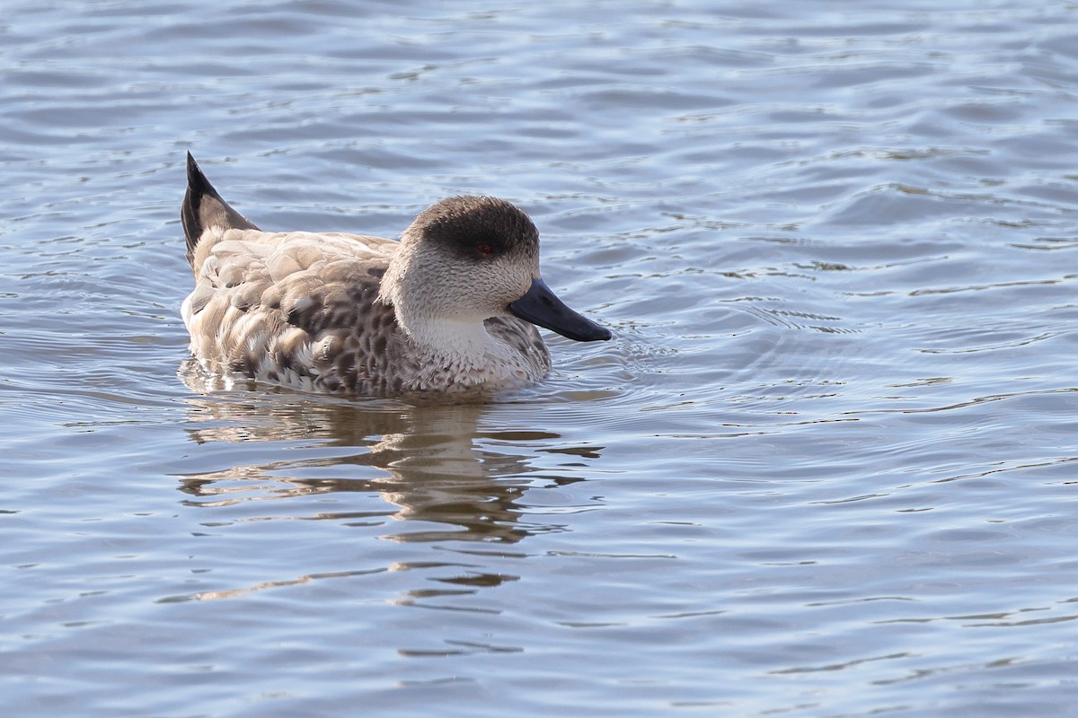 kachna vlasatá - ML646357660