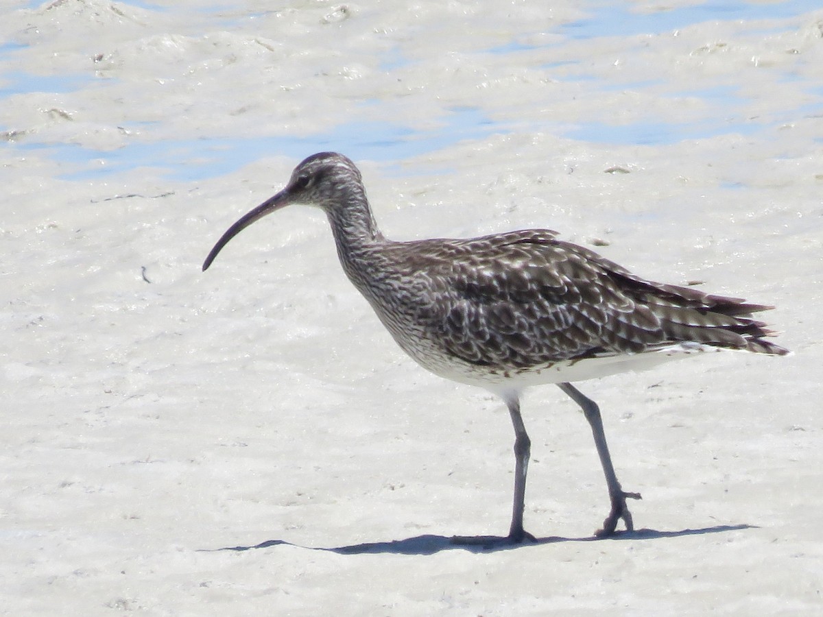 Eurasian Whimbrel - ML646357661
