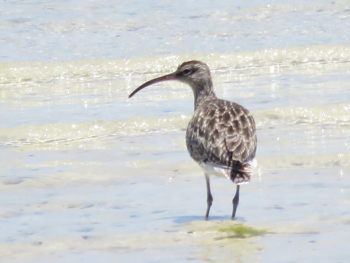 Eurasian Whimbrel - ML646357662