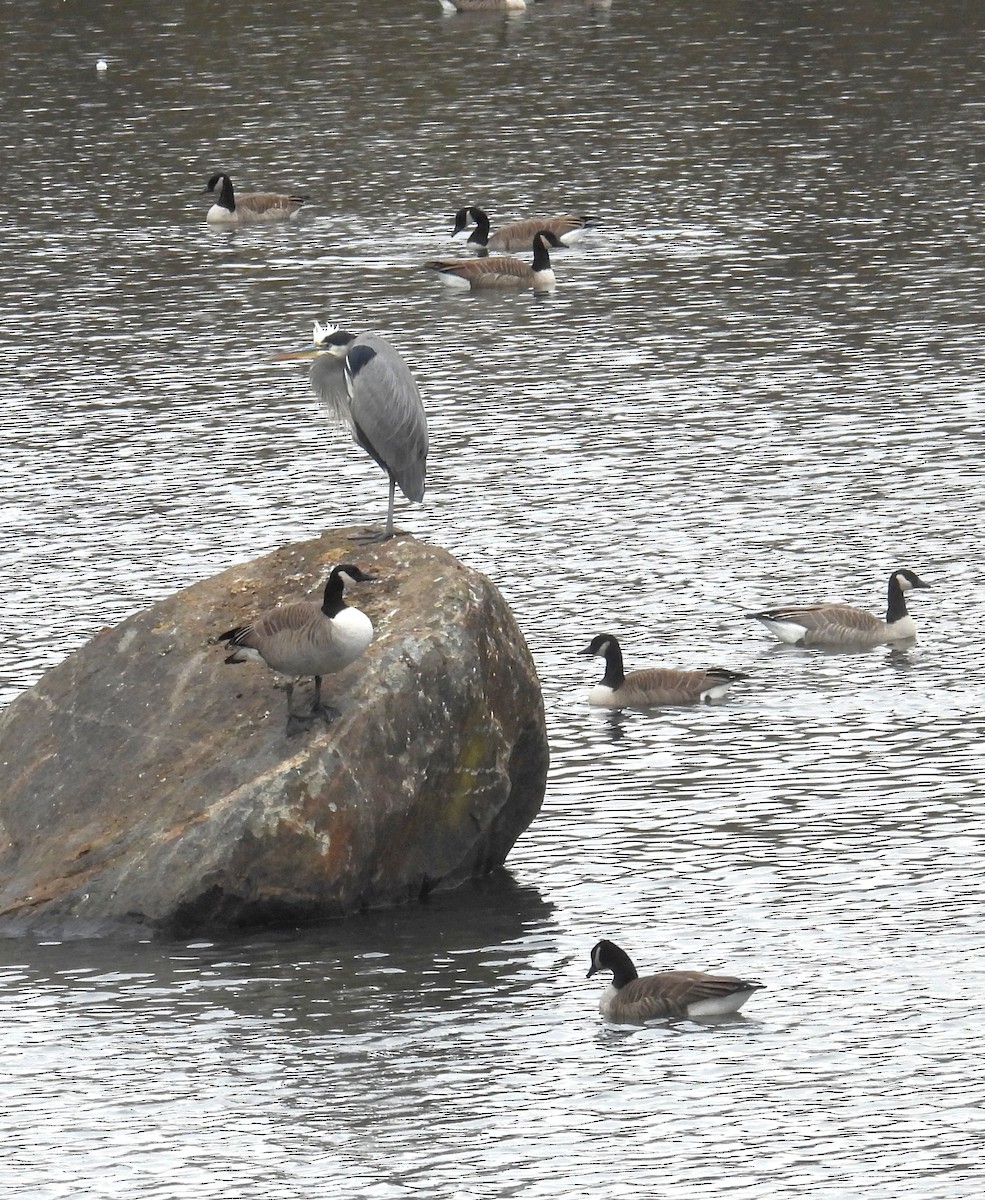 Kanadagans - ML646357665