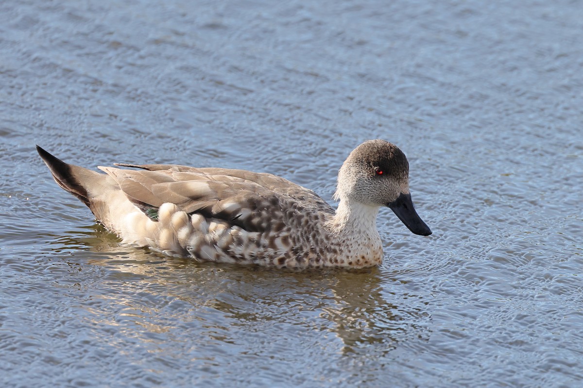 kachna vlasatá - ML646357666