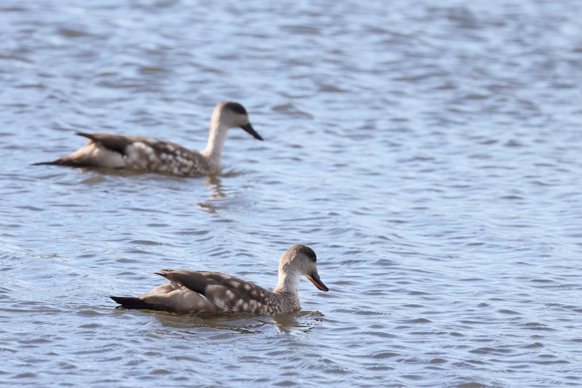 kachna vlasatá - ML646357668