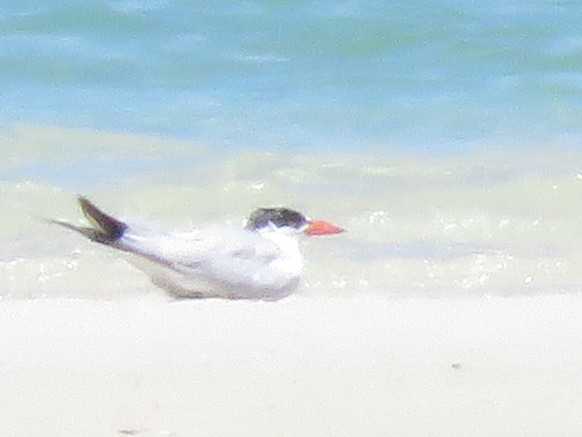 Caspian Tern - ML646357669