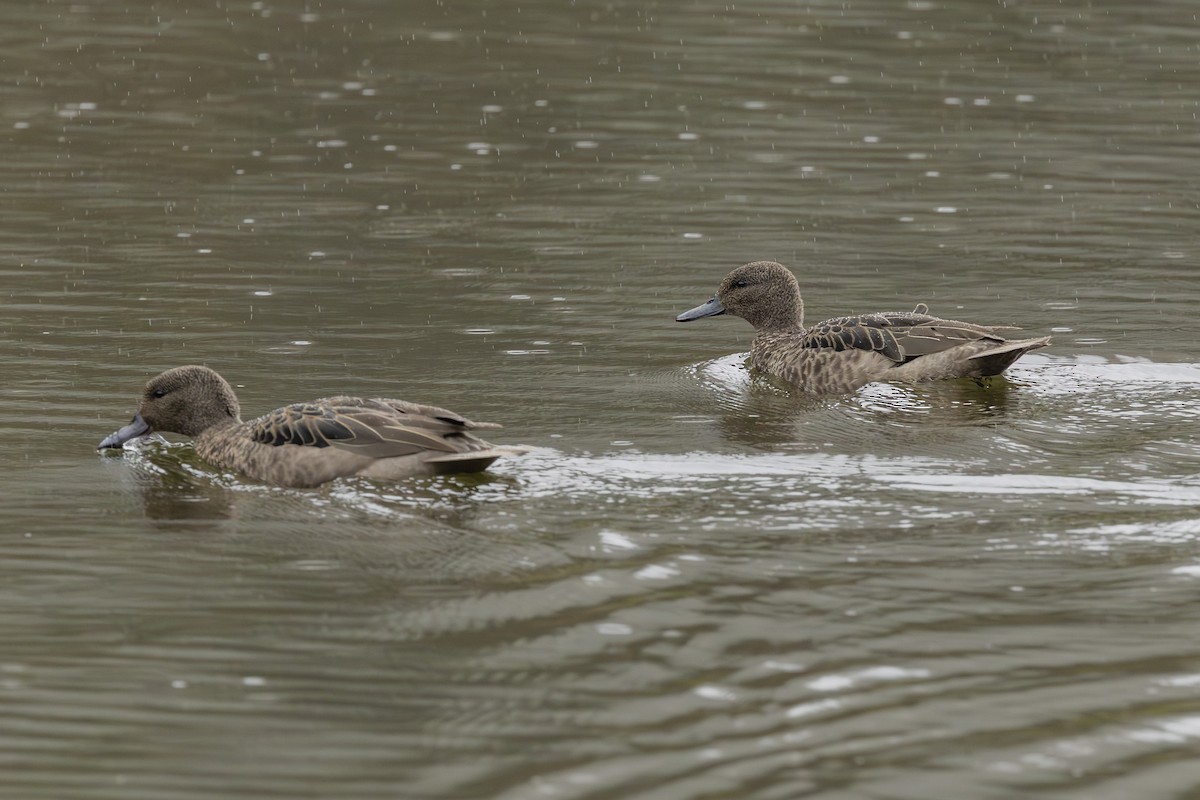 Andean Teal - ML646357670