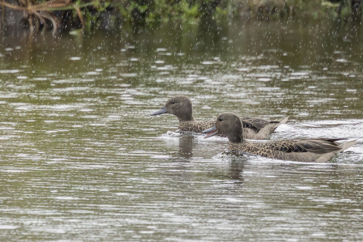 Andean Teal - ML646357671