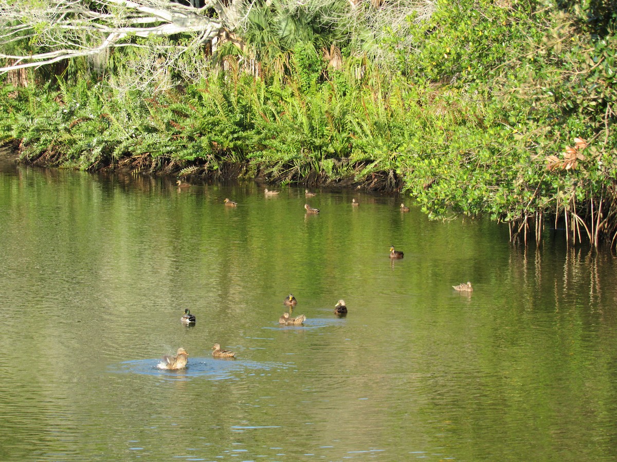 雑種 マガモ ｘ マダラガモ - ML646357672