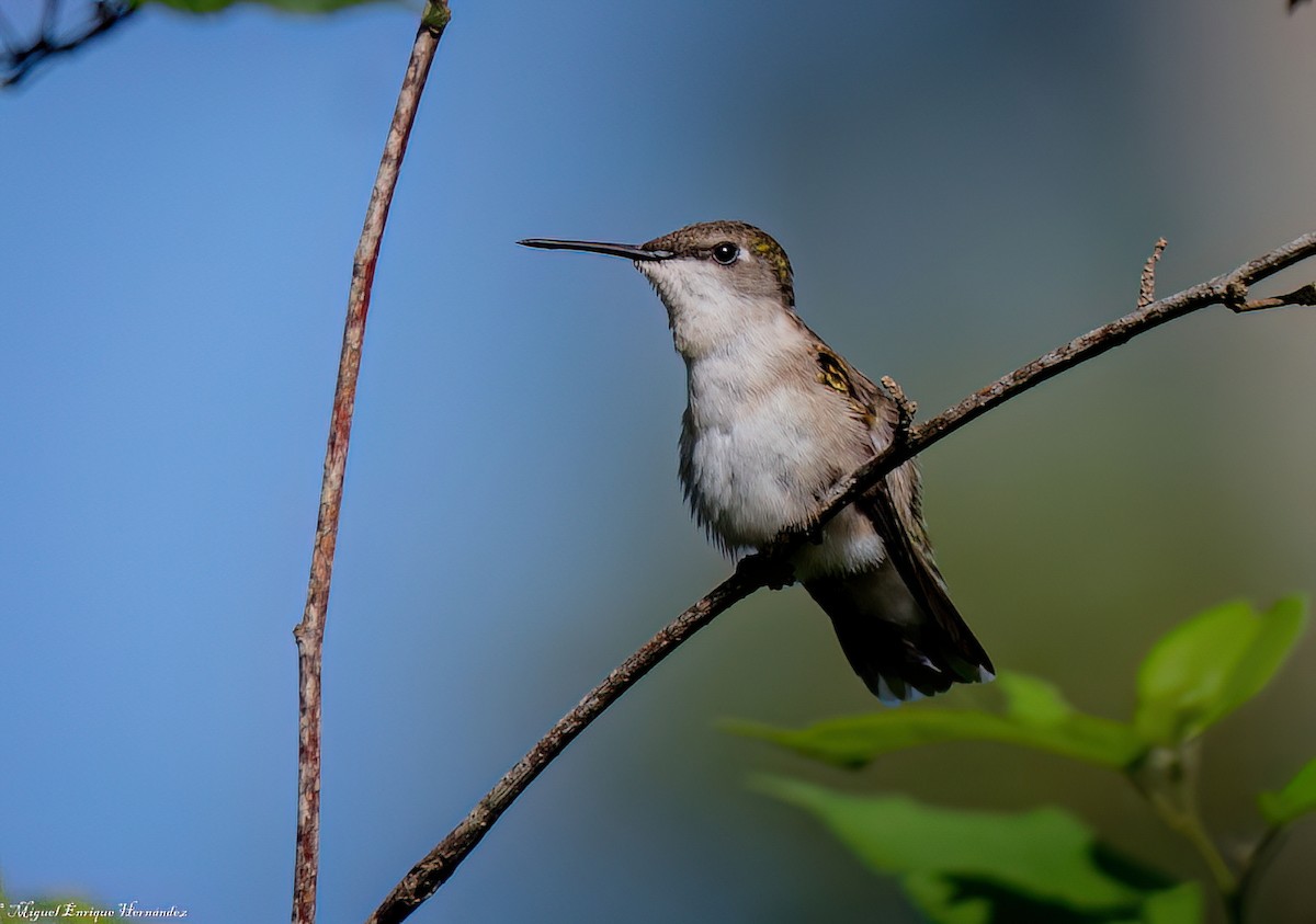 Ruby-throated Hummingbird - ML646357674