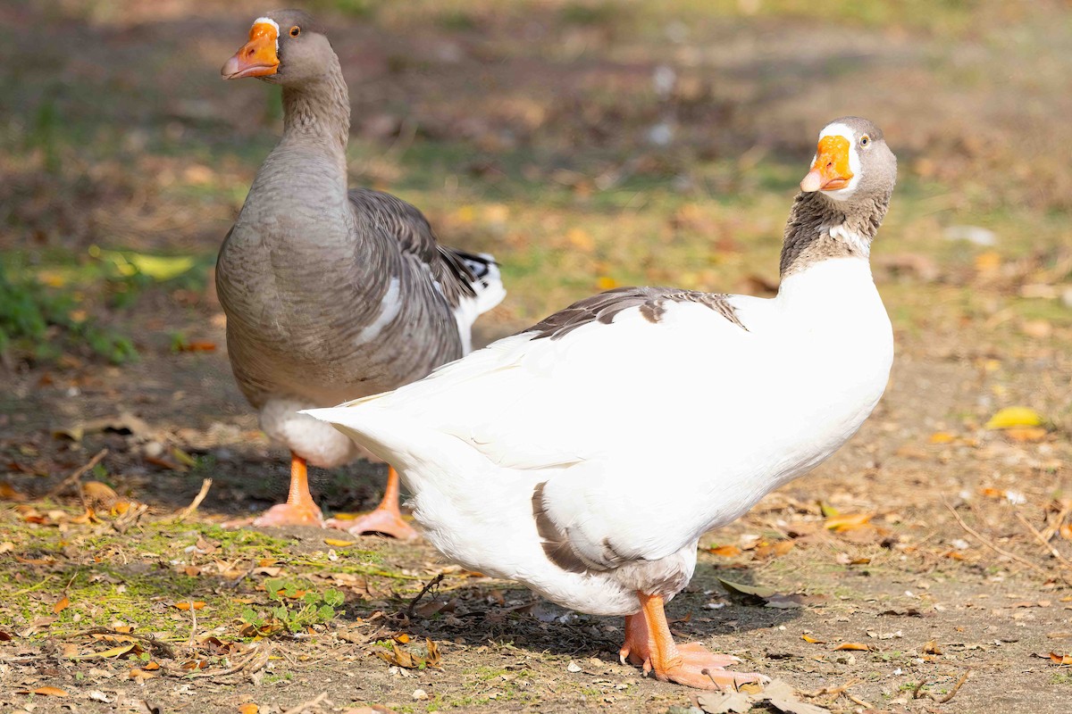 Oie cendrée (forme domestique) - ML646357676