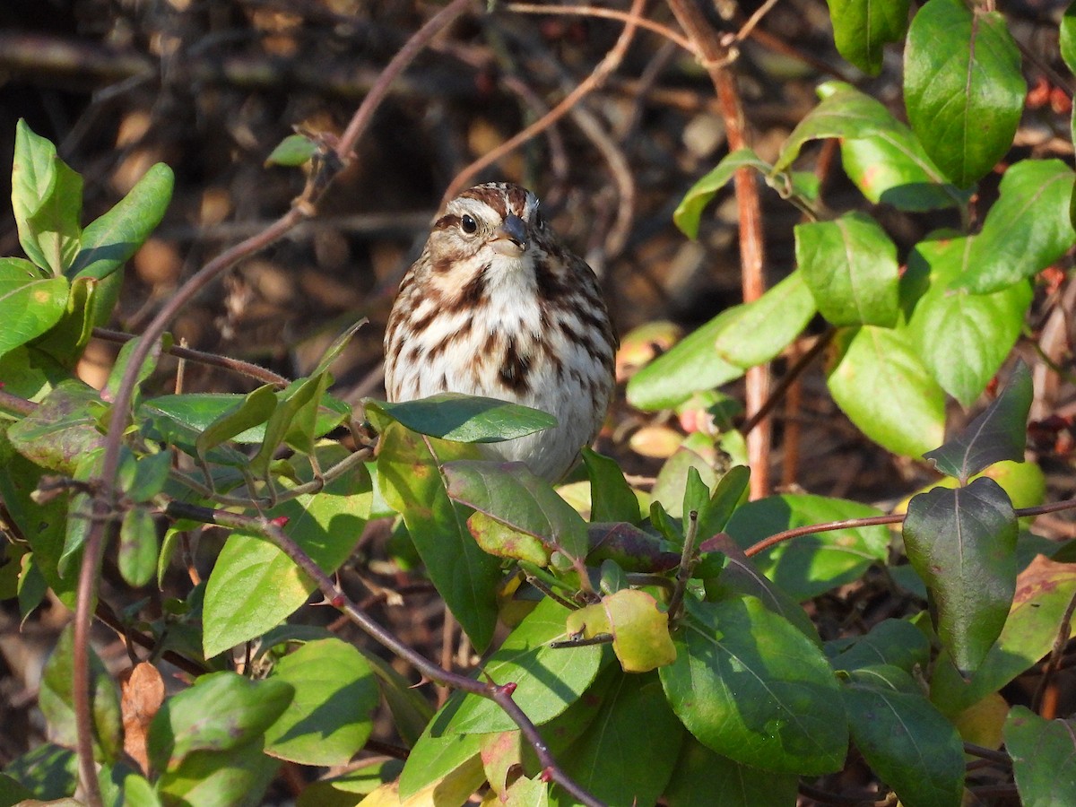 strnadec zpěvný - ML646357677