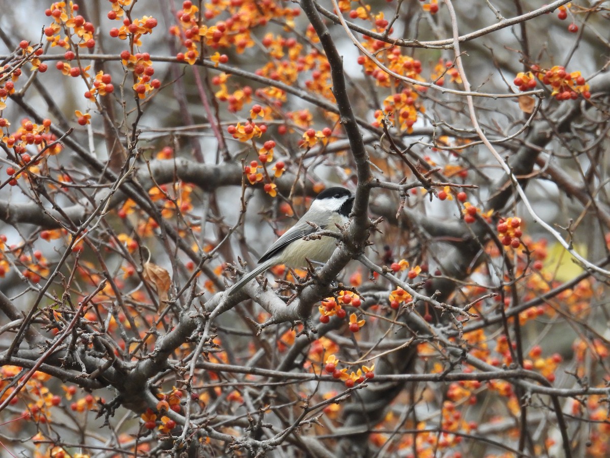 Carolina Chickadee - ML646357678