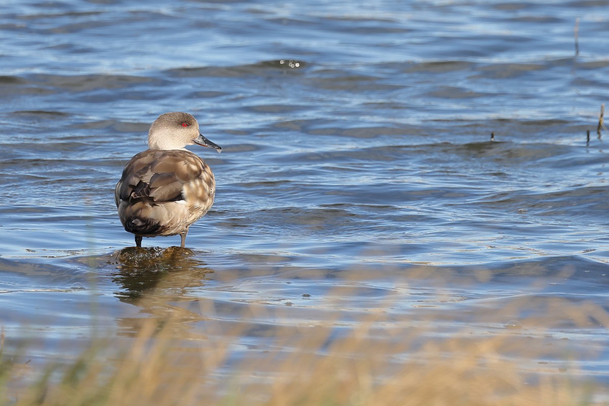 kachna vlasatá - ML646357683