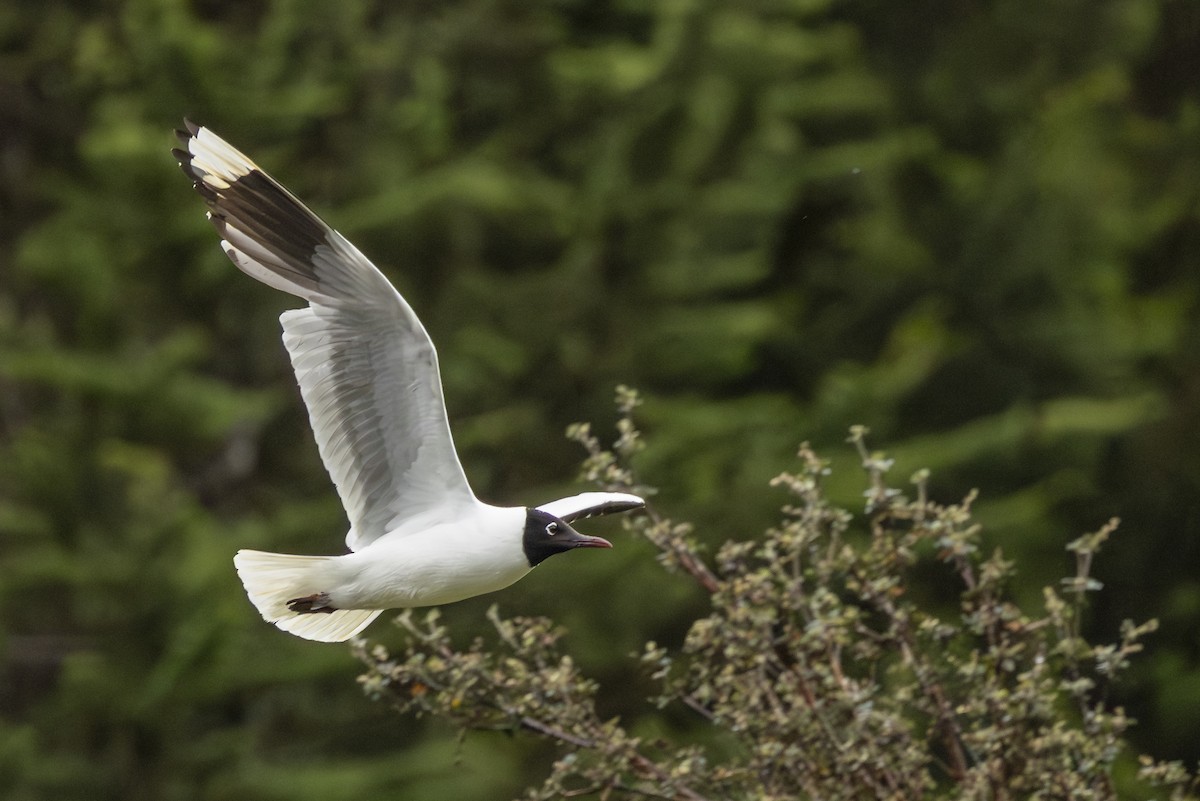 Andean Gull - ML646357684
