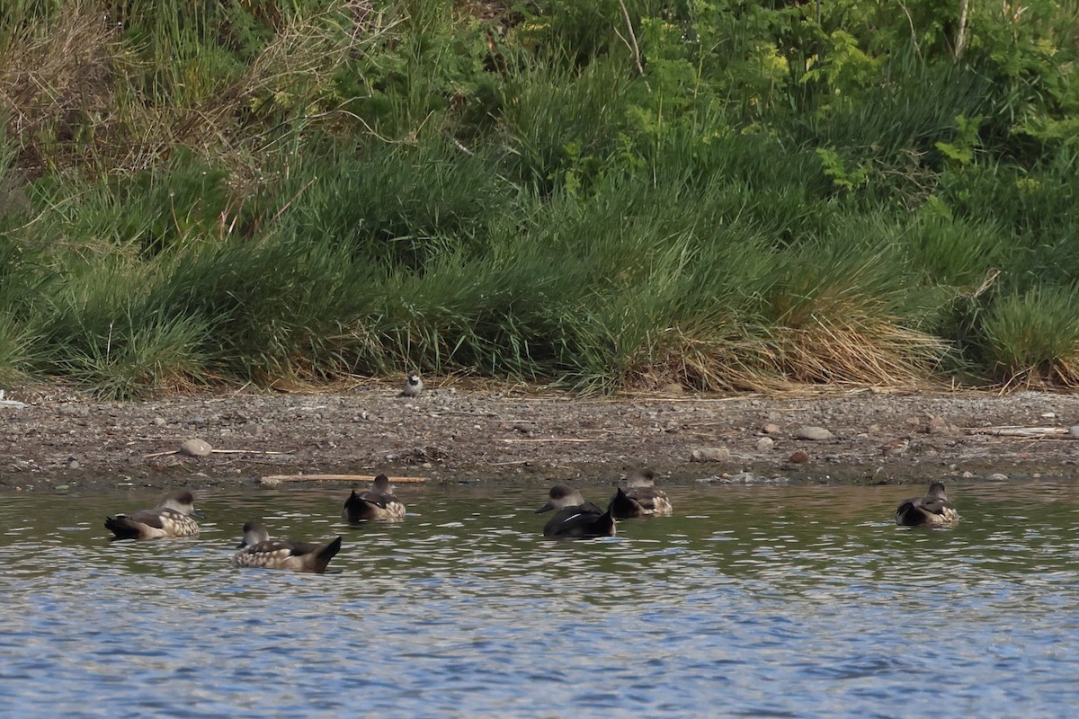 kachna vlasatá - ML646357685