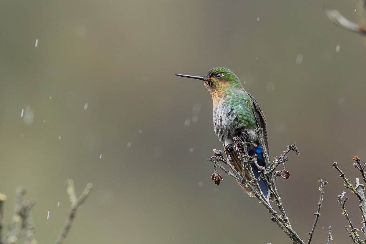 Glowing Puffleg - ML646357694