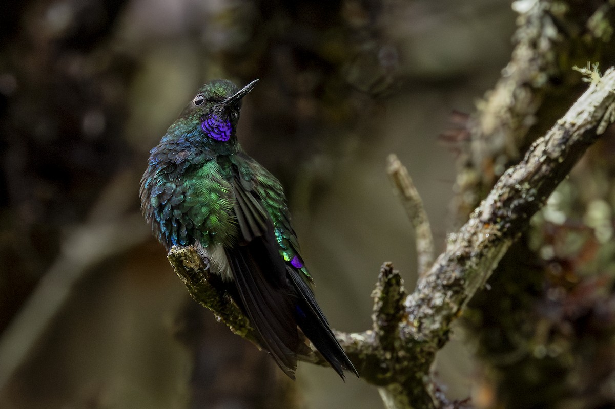 Glowing Puffleg - ML646357695