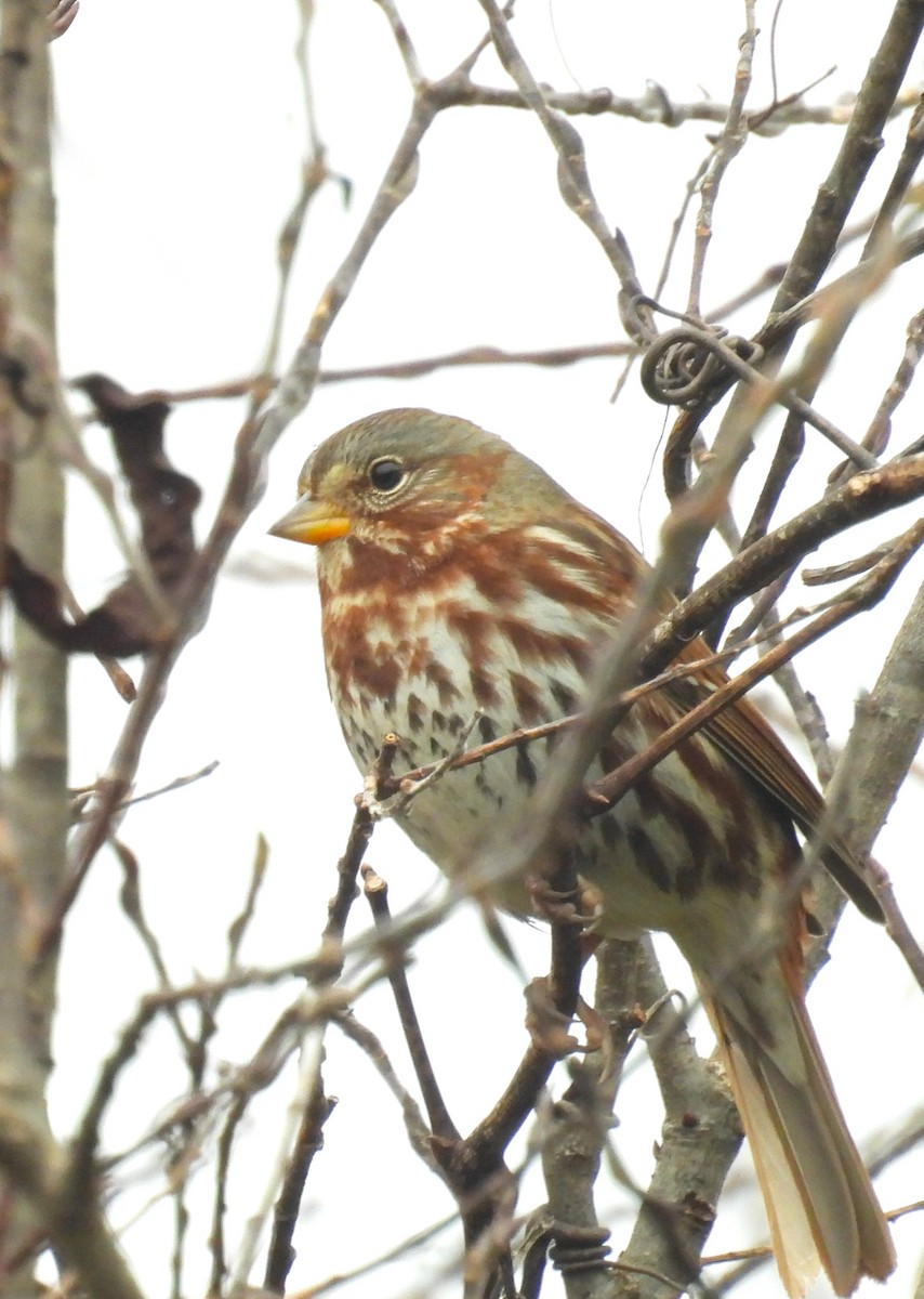 Fox Sparrow - ML646357697