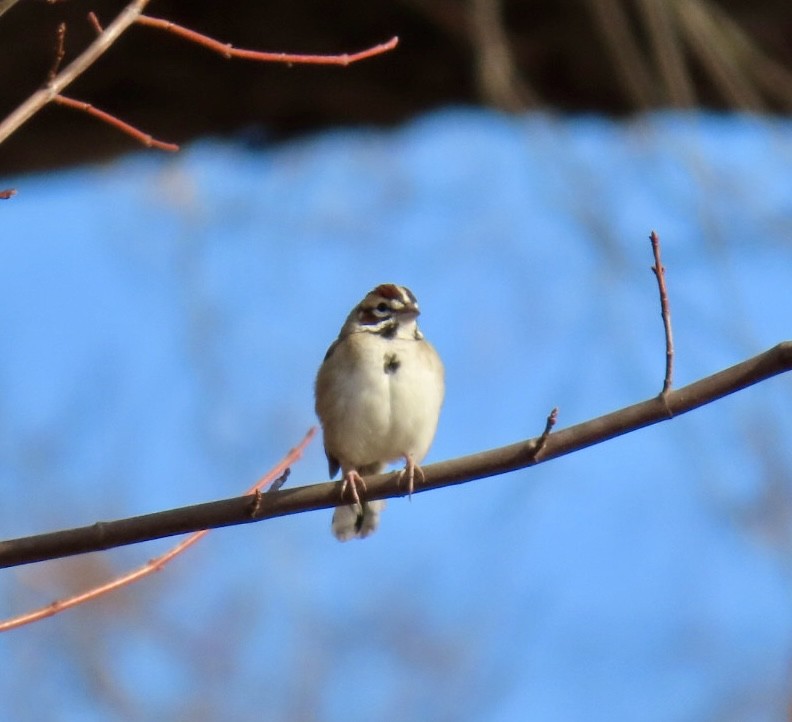 Lark Sparrow - ML646357698