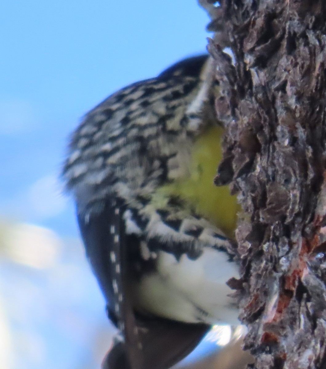 Williamson's Sapsucker - ML646357701