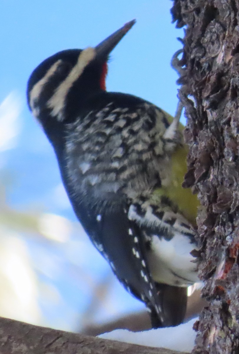 Williamson's Sapsucker - ML646357702