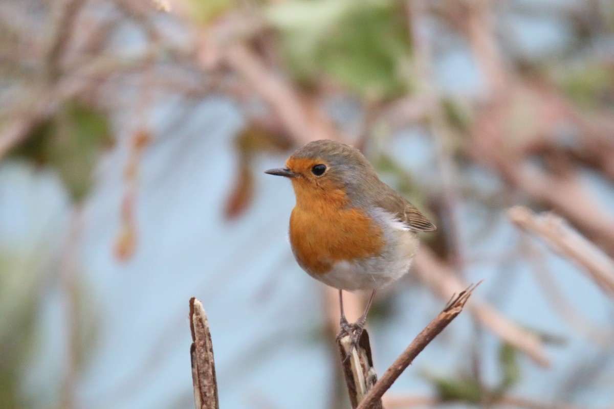 European Robin - ML646357705