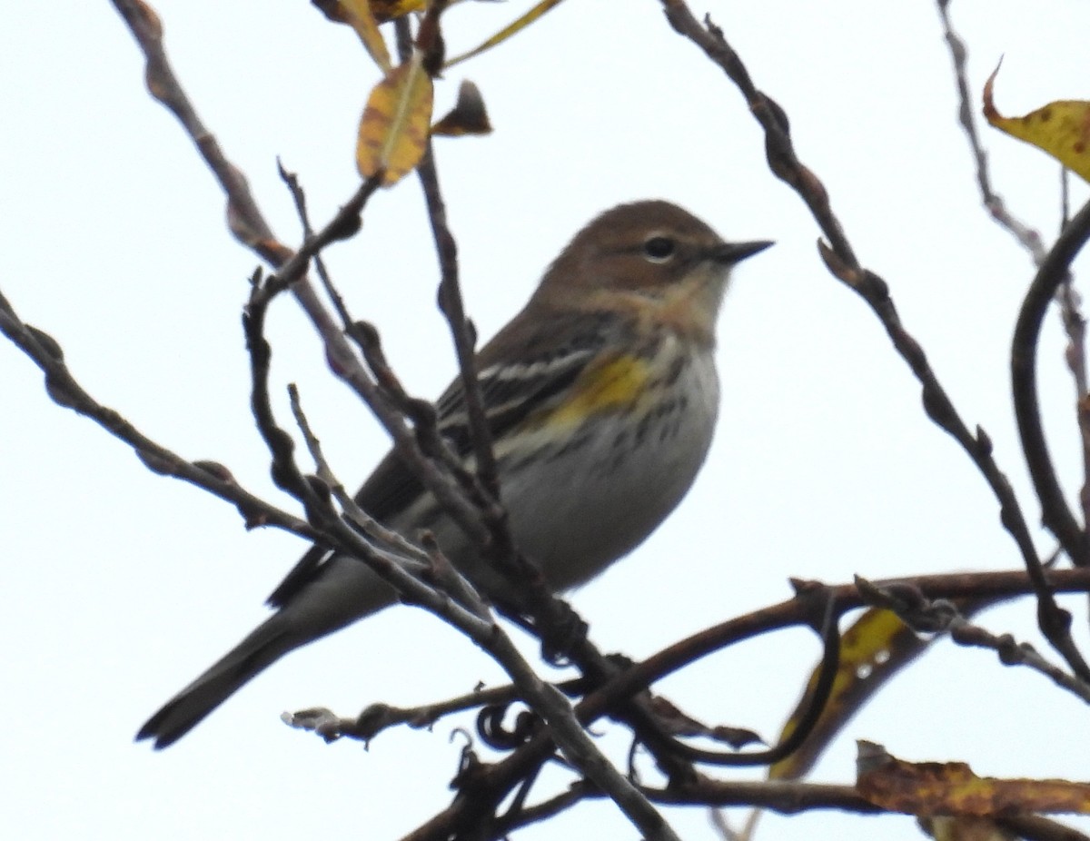 Yellow-rumped Warbler - ML646357708