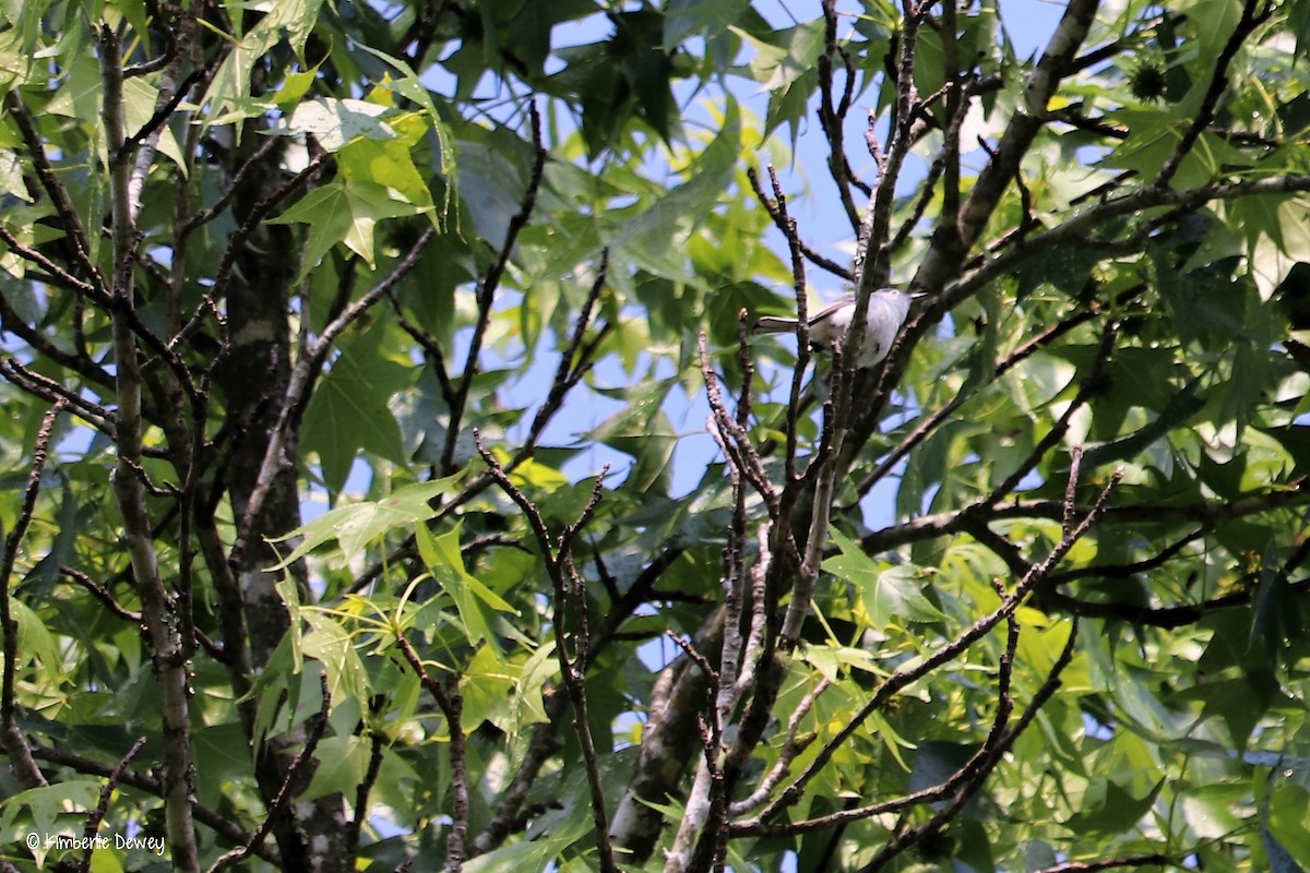 Blue-gray Gnatcatcher - ML64635771
