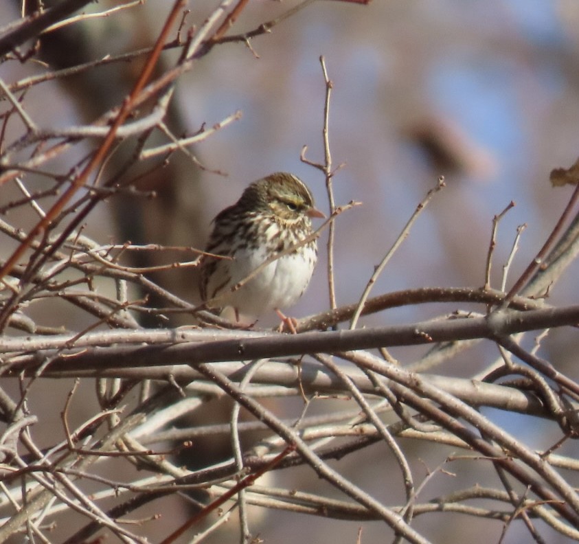 Savannah Sparrow - ML646357710
