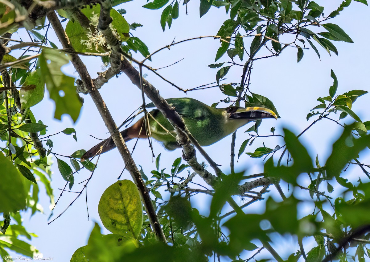 Northern Emerald-Toucanet - ML646357711
