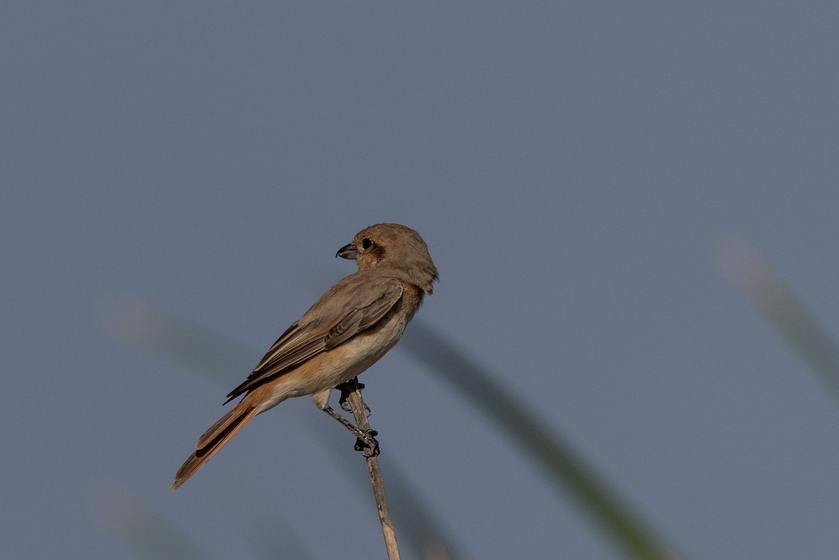 Isabellwürger - ML646357712