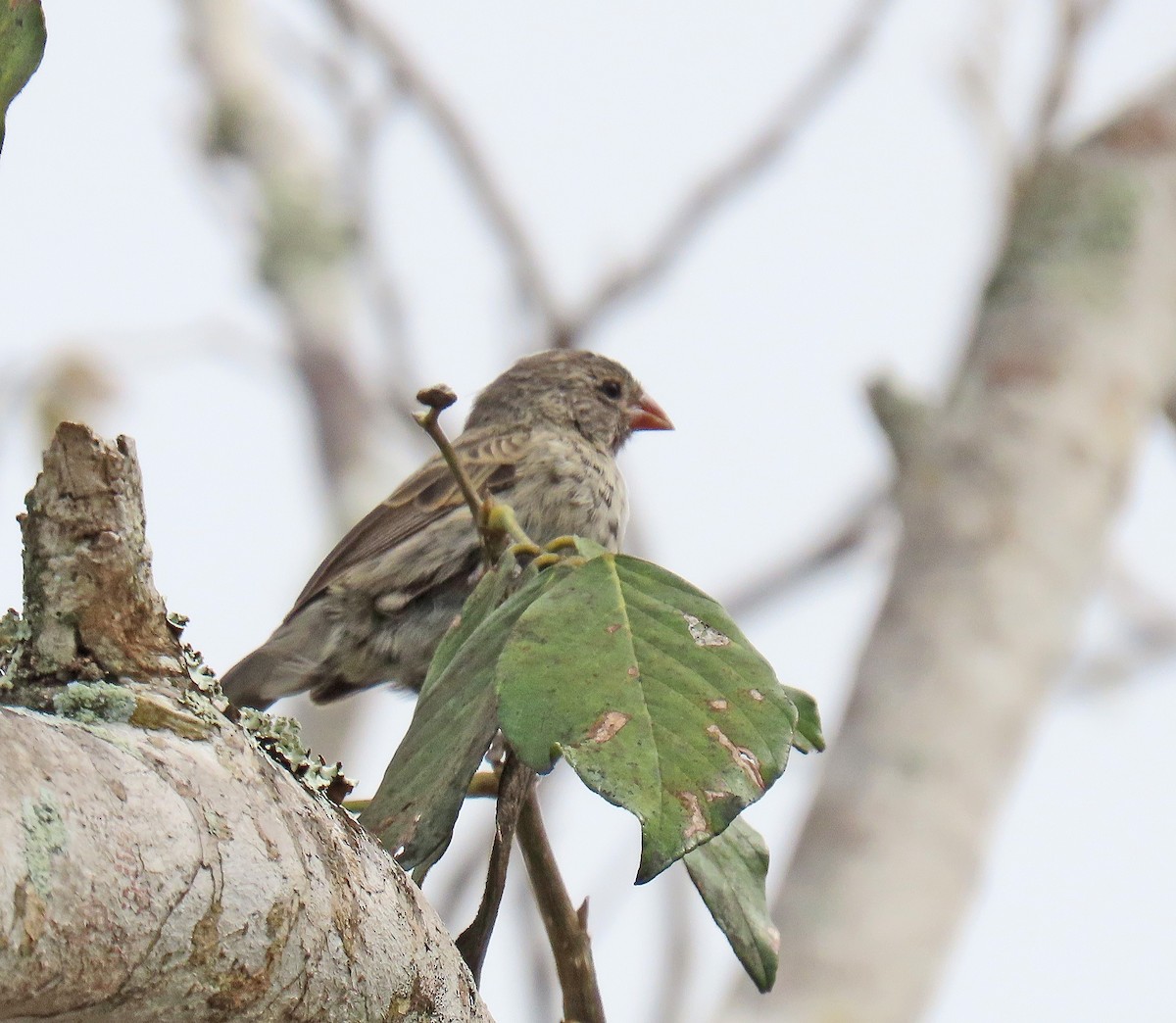 Small Ground-Finch - ML646357715