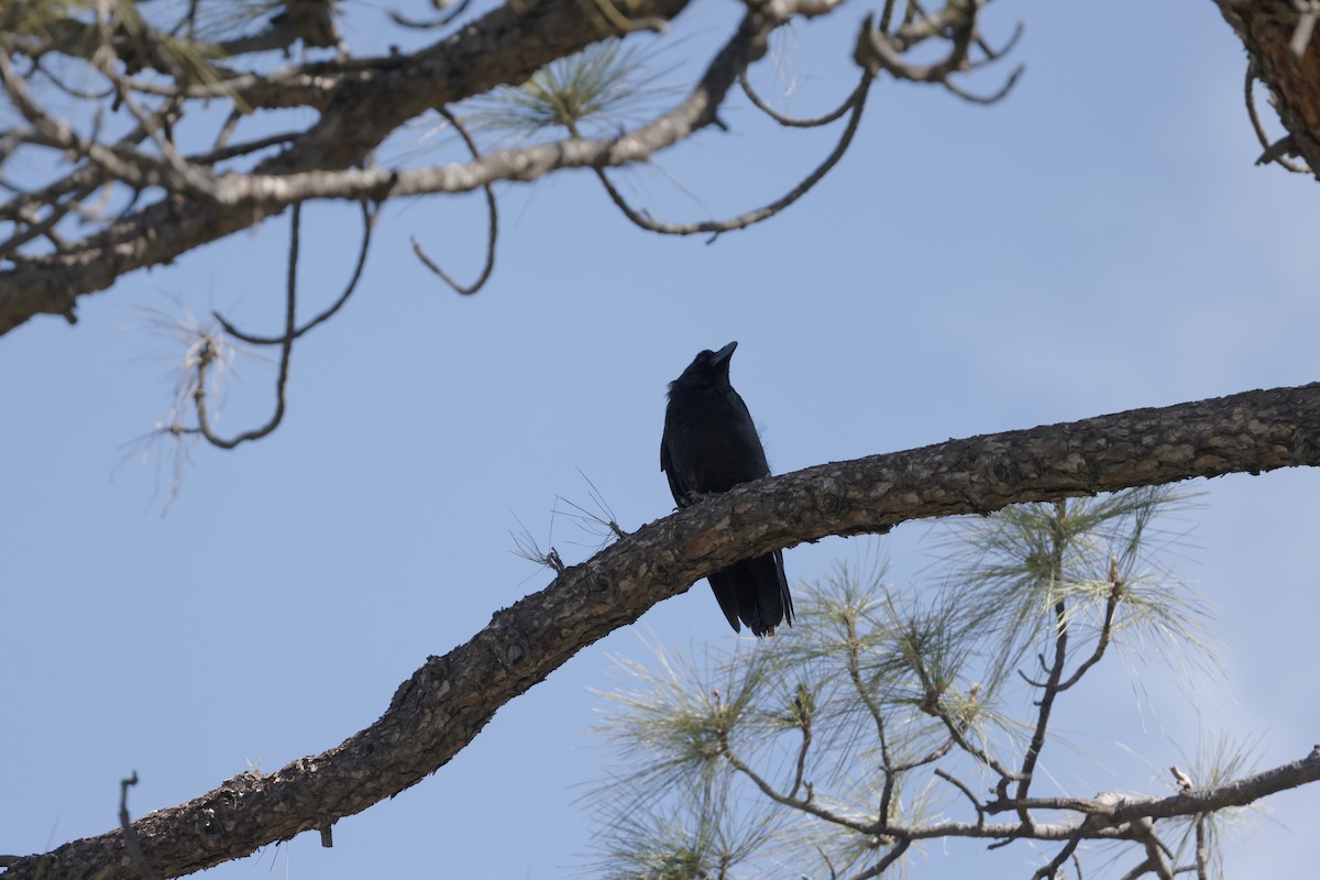 Common Raven - ML646357719