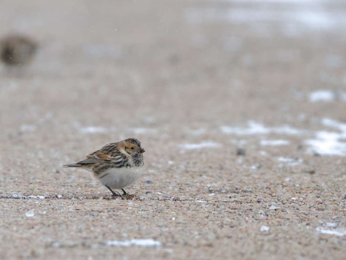 Lapland Longspur - ML646357722