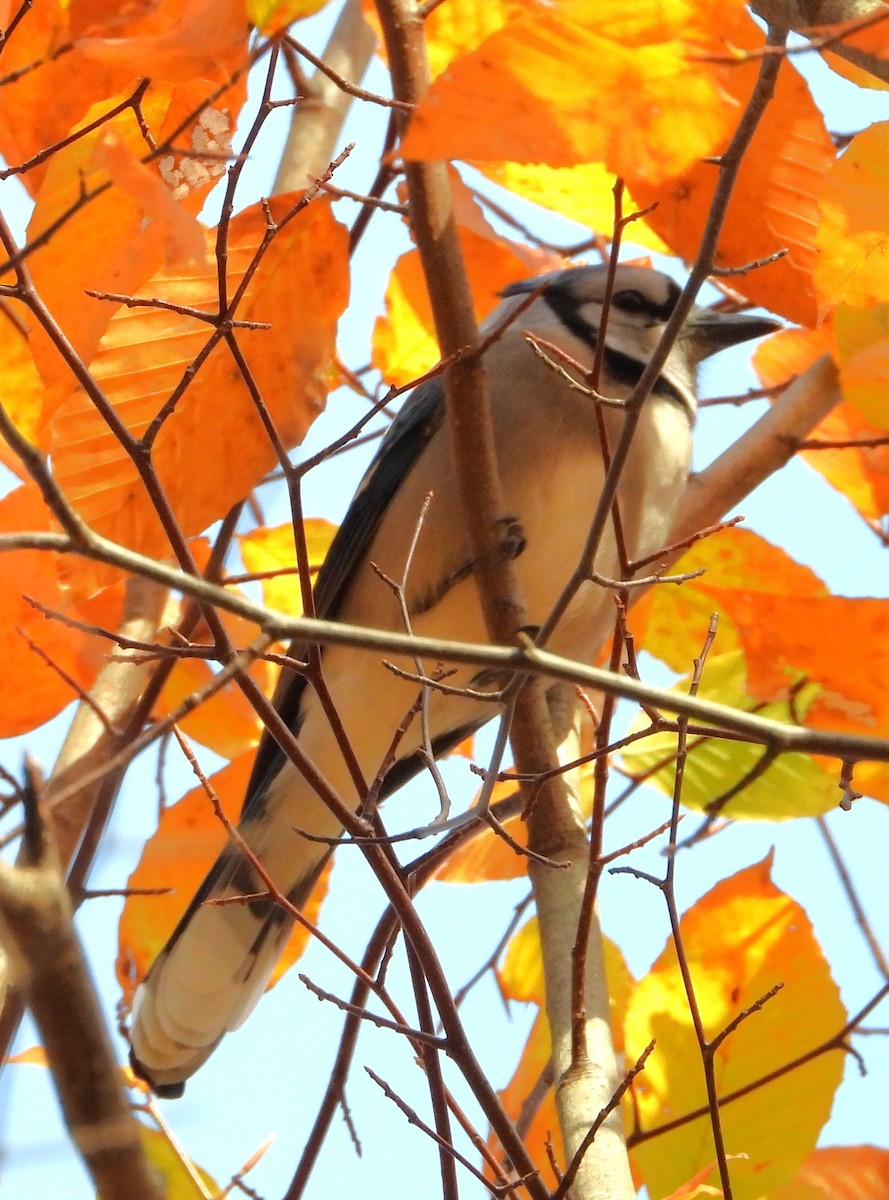 Geai bleu - ML646357723