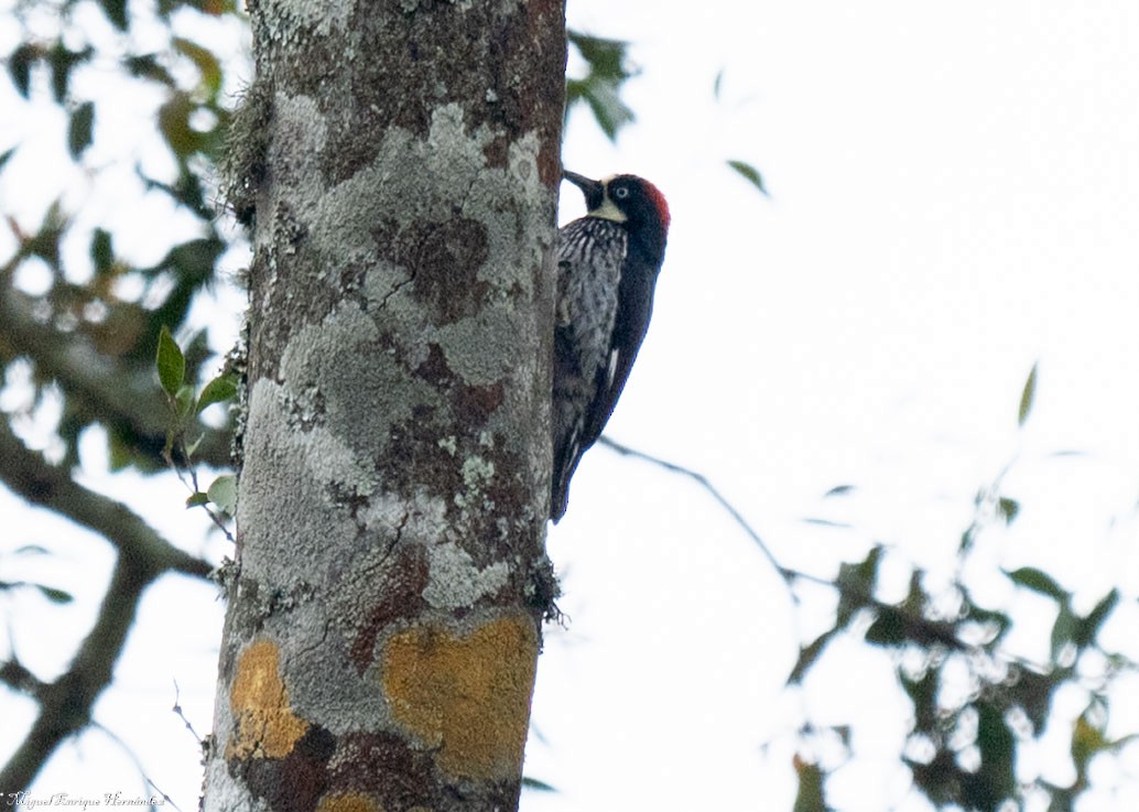 Acorn Woodpecker - ML646357728