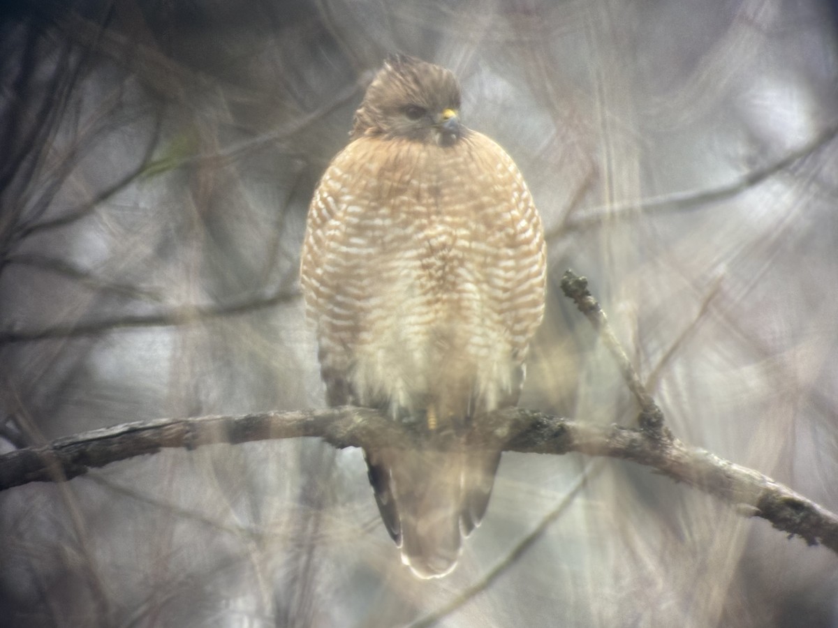 Red-shouldered Hawk - ML646357729